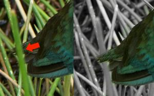 Bird Tail b&a 2.jpg